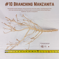 Branching Manzanita | WYSIWYG Pieces