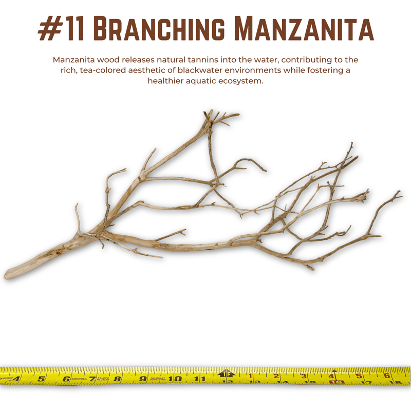 Branching Manzanita | WYSIWYG Pieces