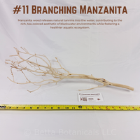 Branching Manzanita | WYSIWYG Pieces