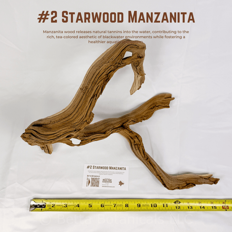 'Starwood' Manzanita | WYSIWYG Pieces