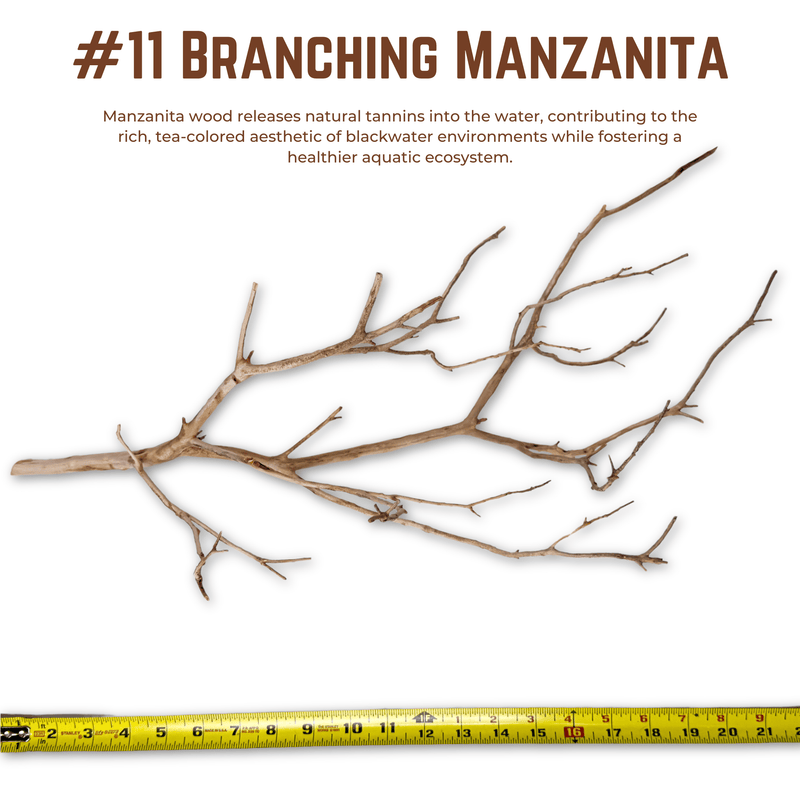 Branching Manzanita | WYSIWYG Pieces