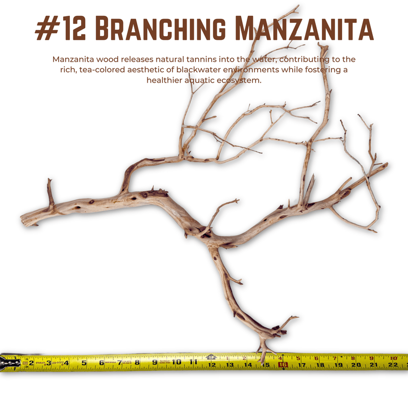 Branching Manzanita | WYSIWYG Pieces