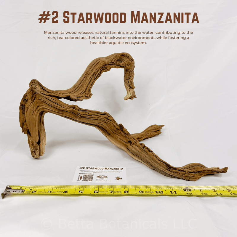 'Starwood' Manzanita | WYSIWYG Pieces