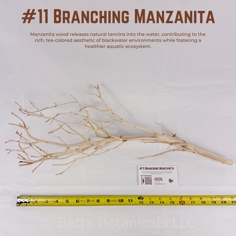 Branching Manzanita | WYSIWYG Pieces