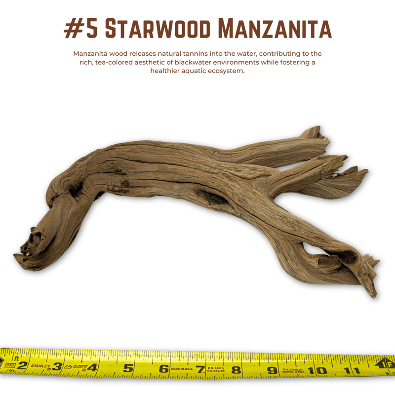 'Starwood' Manzanita | WYSIWYG Pieces