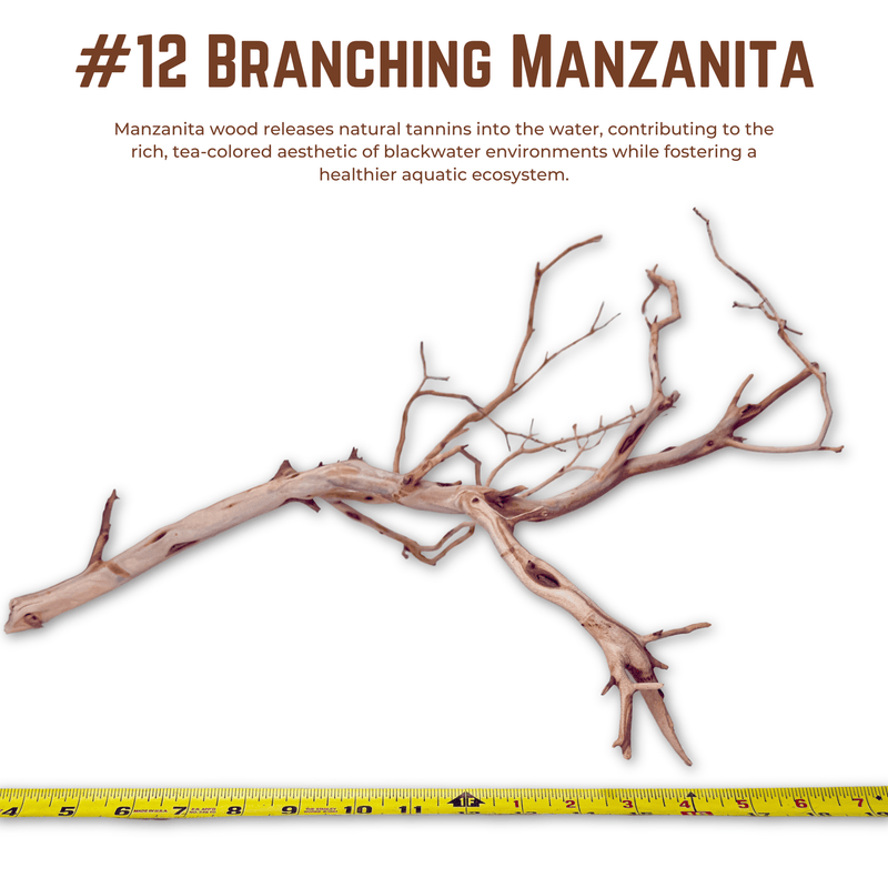 Branching Manzanita | WYSIWYG Pieces