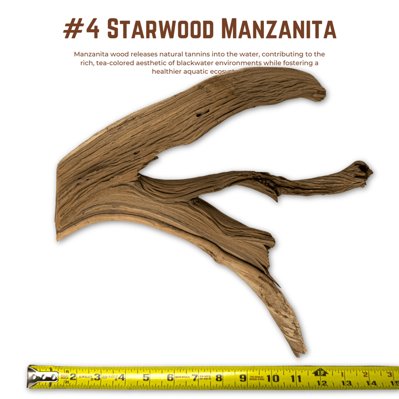 'Starwood' Manzanita | WYSIWYG Pieces