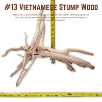 Vietnamese Stump Wood | WYSIWYG Pieces