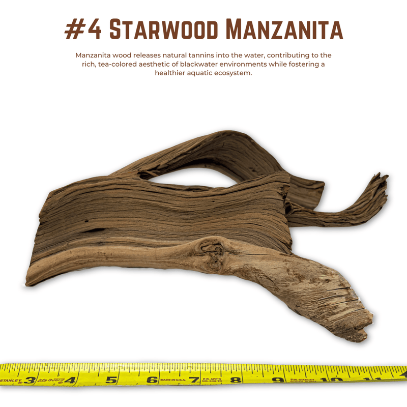 'Starwood' Manzanita | WYSIWYG Pieces