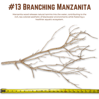 Branching Manzanita | WYSIWYG Pieces