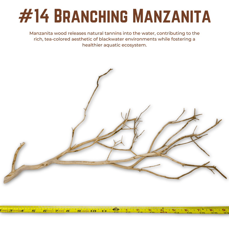 Branching Manzanita | WYSIWYG Pieces