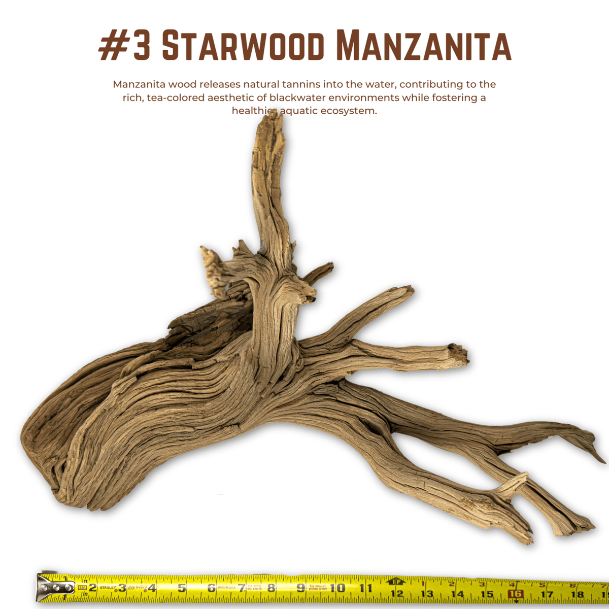 'Starwood' Manzanita | WYSIWYG Pieces