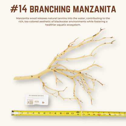 Branching Manzanita | WYSIWYG Pieces