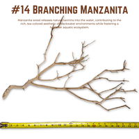 Branching Manzanita | WYSIWYG Pieces