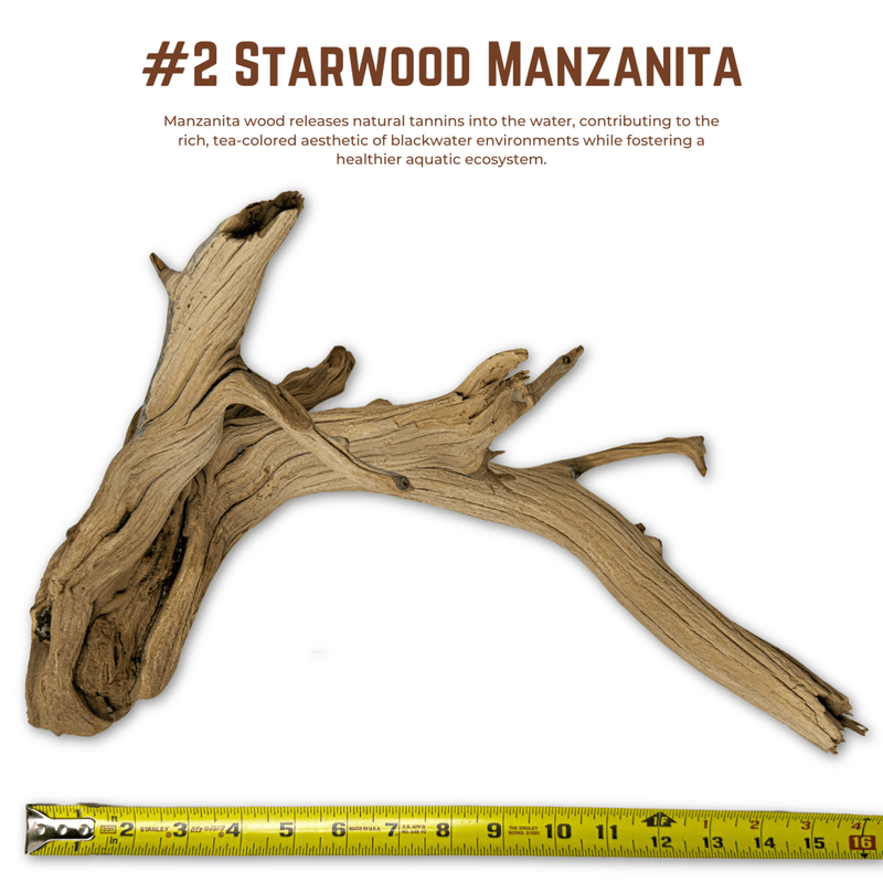 'Starwood' Manzanita | WYSIWYG Pieces