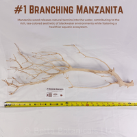 Branching Manzanita | WYSIWYG Pieces