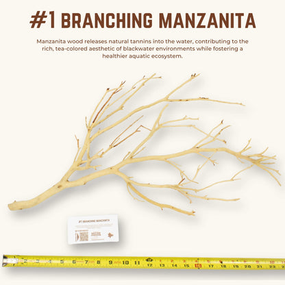 Branching Manzanita | WYSIWYG Pieces