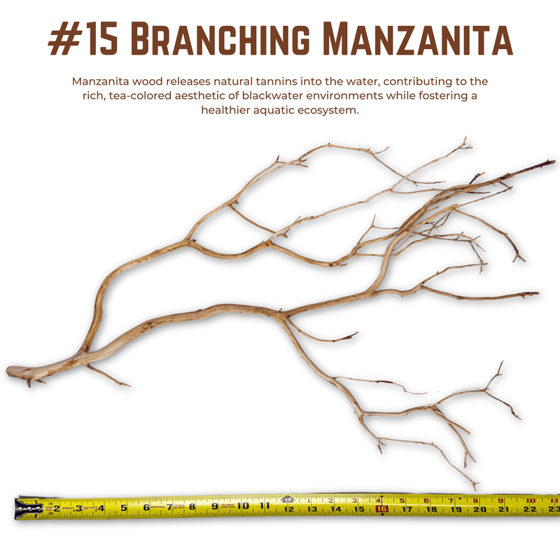 Branching Manzanita | WYSIWYG Pieces