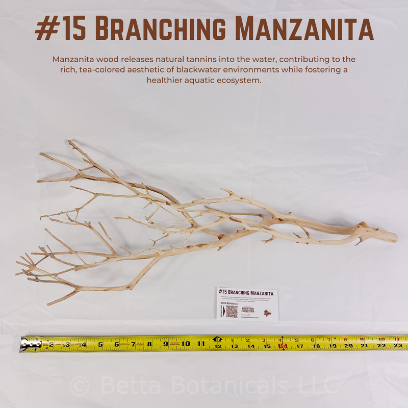 Branching Manzanita | WYSIWYG Pieces