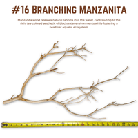 Branching Manzanita | WYSIWYG Pieces