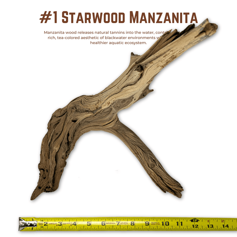 'Starwood' Manzanita | WYSIWYG Pieces