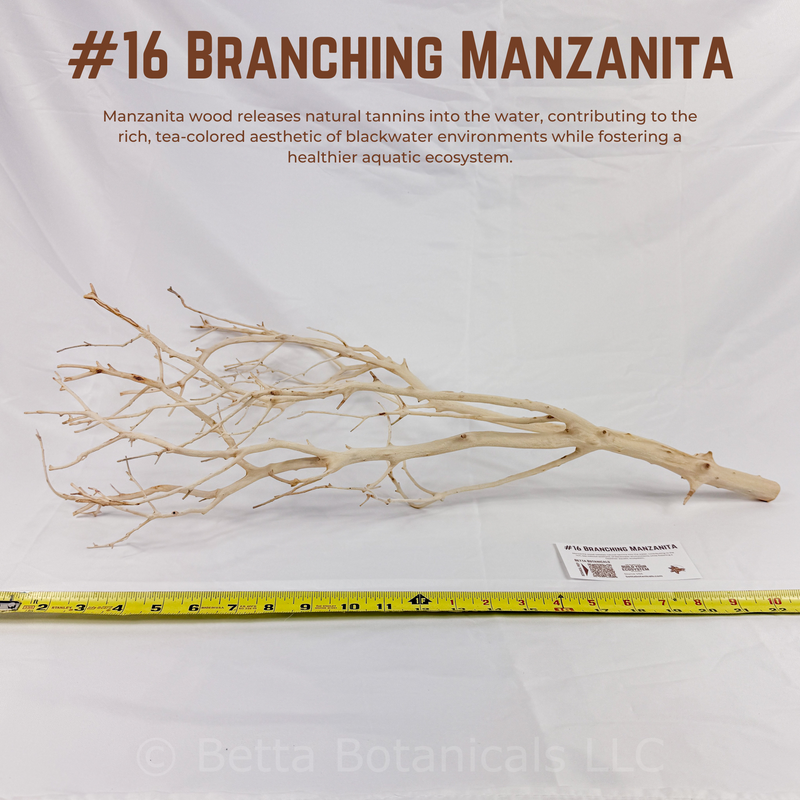 Branching Manzanita | WYSIWYG Pieces