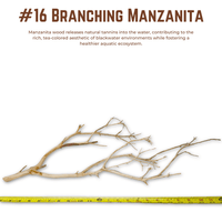 Branching Manzanita | WYSIWYG Pieces