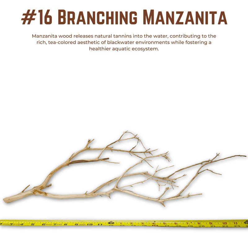 Branching Manzanita | WYSIWYG Pieces