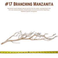 Branching Manzanita | WYSIWYG Pieces