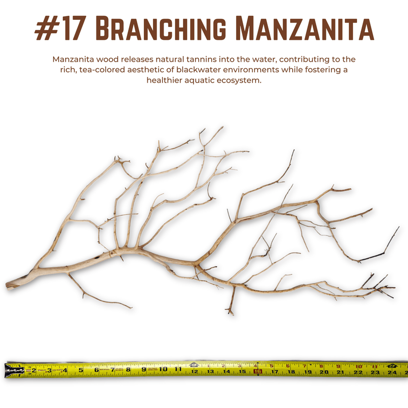 Branching Manzanita | WYSIWYG Pieces