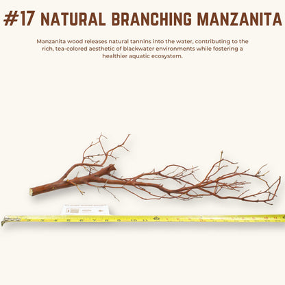 Natural Branching Manzanita | WYSIWYG Pieces