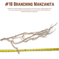 Branching Manzanita | WYSIWYG Pieces