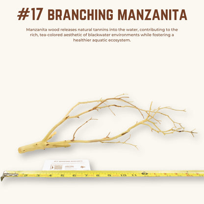 Branching Manzanita | WYSIWYG Pieces