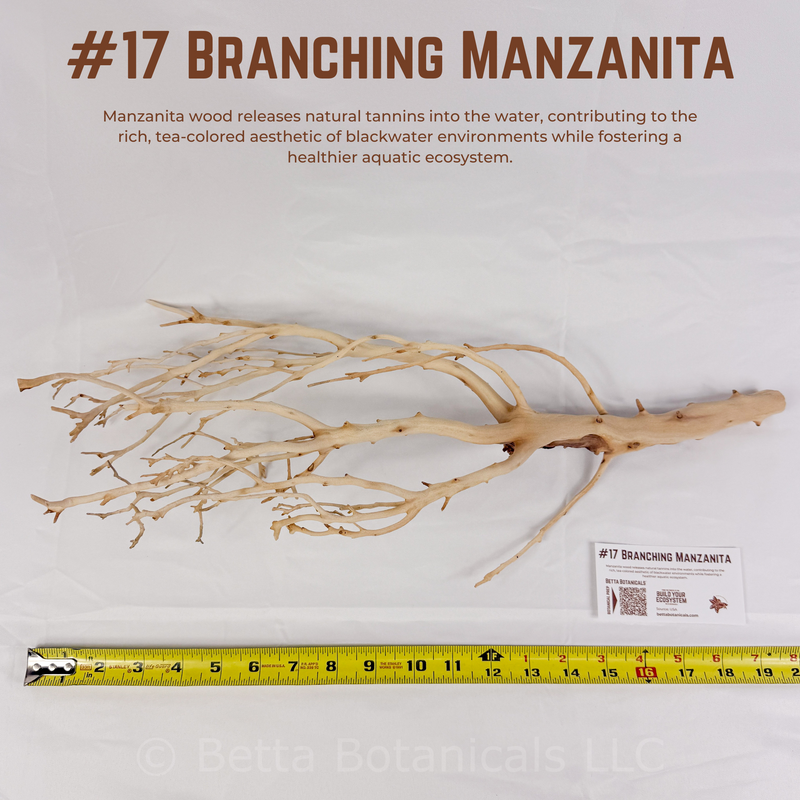 Branching Manzanita | WYSIWYG Pieces