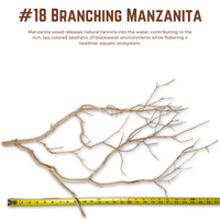 Branching Manzanita | WYSIWYG Pieces