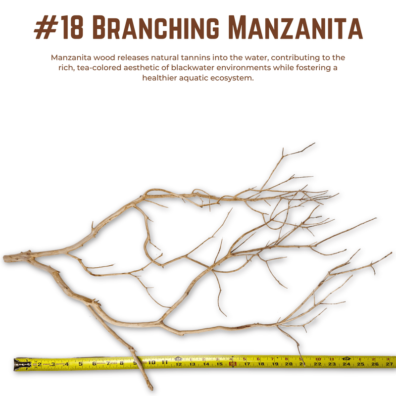 Branching Manzanita | WYSIWYG Pieces