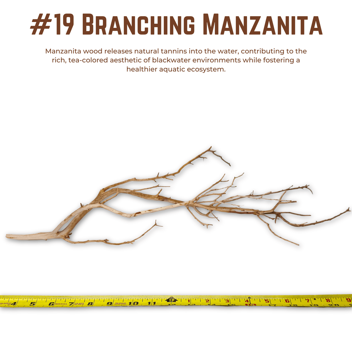 Branching Manzanita | WYSIWYG Pieces