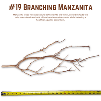 Branching Manzanita | WYSIWYG Pieces