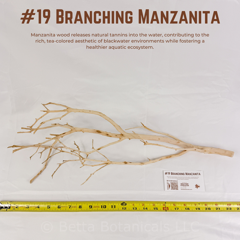 Branching Manzanita | WYSIWYG Pieces