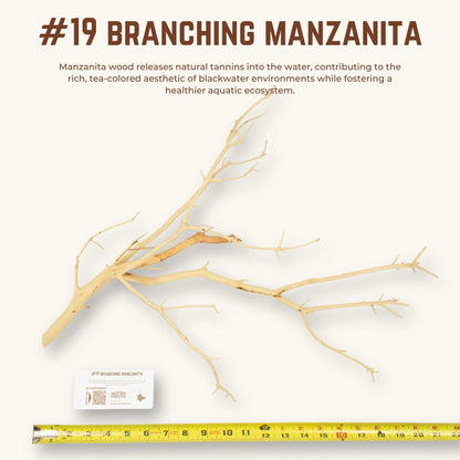 Branching Manzanita | WYSIWYG Pieces