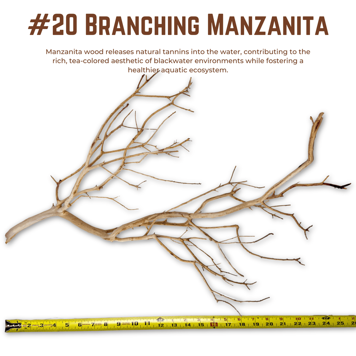 Branching Manzanita | WYSIWYG Pieces