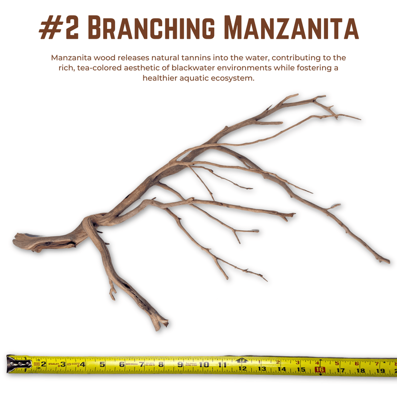 Branching Manzanita | WYSIWYG Pieces