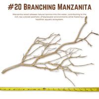 Branching Manzanita | WYSIWYG Pieces