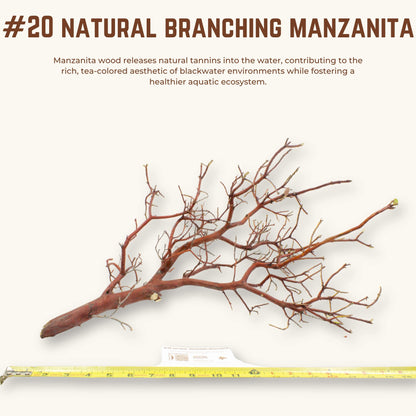 Natural Branching Manzanita | WYSIWYG Pieces