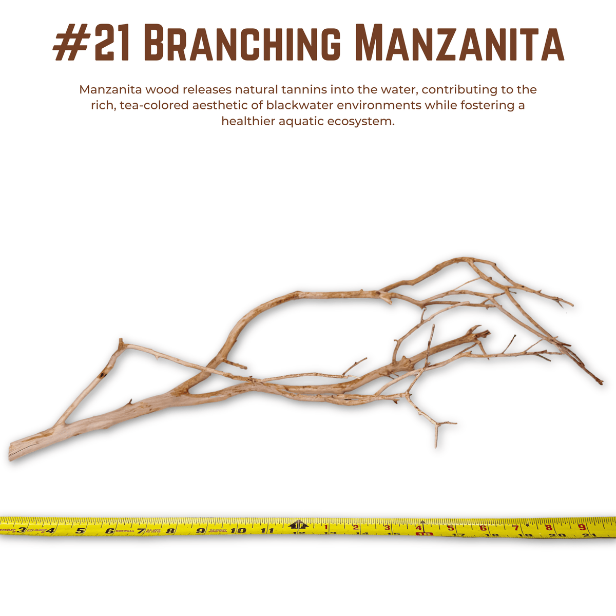 Branching Manzanita | WYSIWYG Pieces