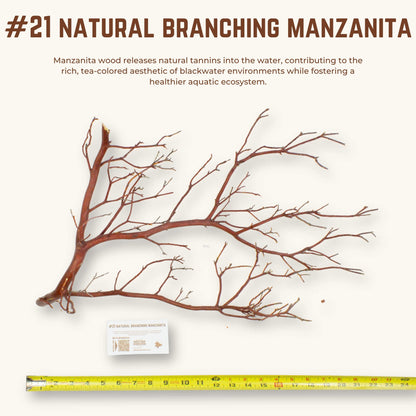Natural Branching Manzanita | WYSIWYG Pieces