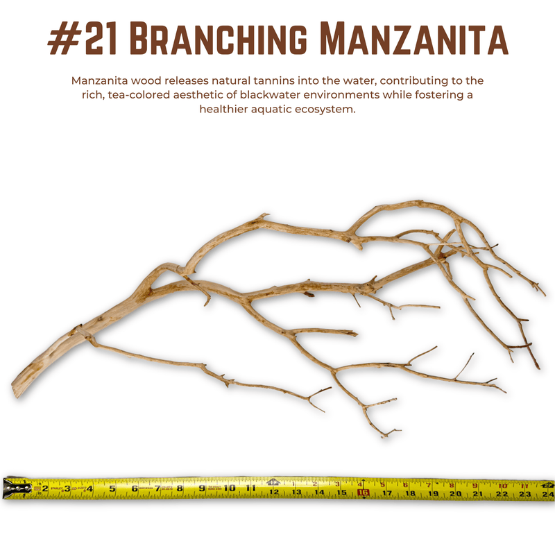 Branching Manzanita | WYSIWYG Pieces