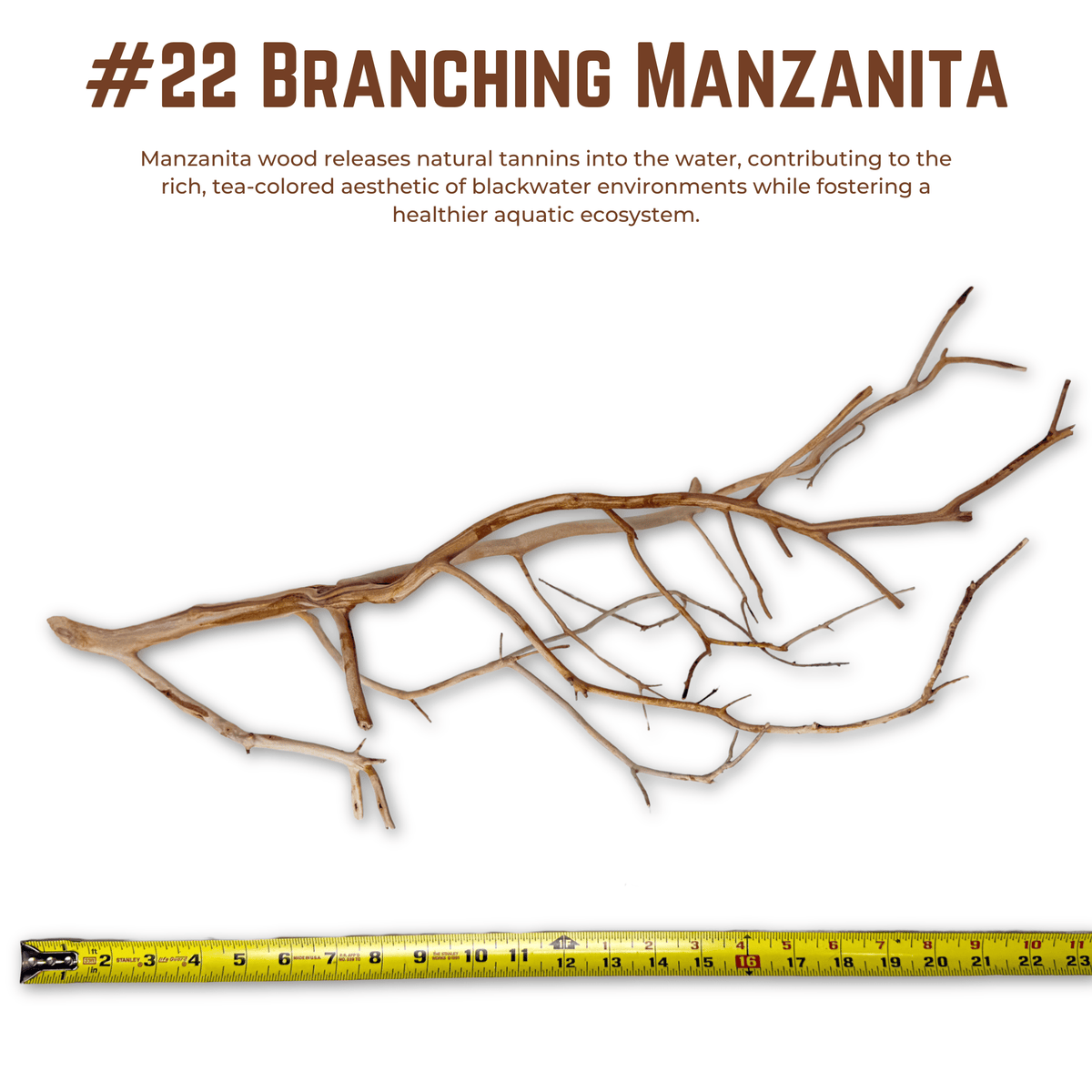 Branching Manzanita | WYSIWYG Pieces