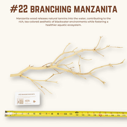 Branching Manzanita | WYSIWYG Pieces