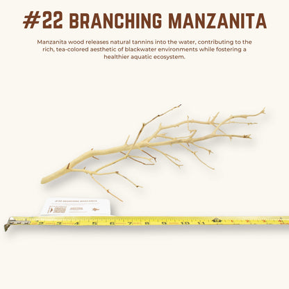 Branching Manzanita | WYSIWYG Pieces